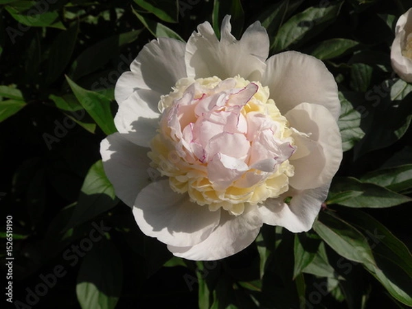 Fototapeta A white fluffy peony flower glowing in the sunlight, its soft petals illuminated with warm golden tones in a gentle summer breeze.

