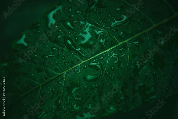 Fototapeta Moody Macro of Green Leaf with Rain Droplets