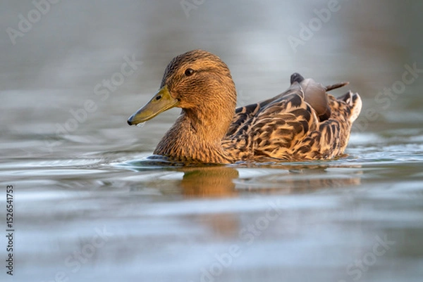 Obraz Hembra Anade Real