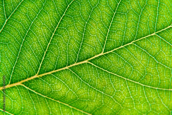 Fototapeta Macro Photo of Leaf Texture with Central Vein