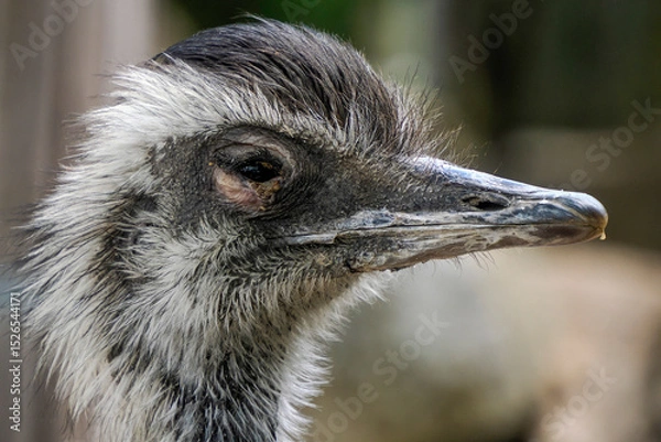 Fototapeta Australian ostrich close up portrait