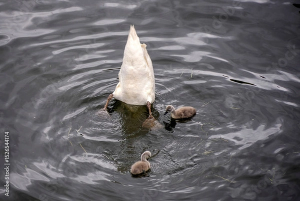 Fototapeta swan in a pond with baby