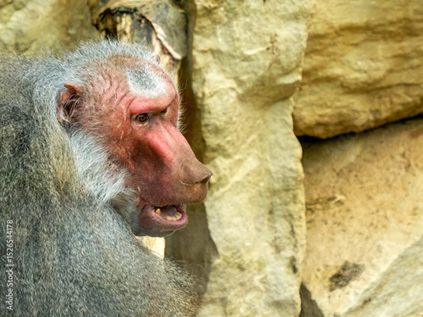 Fototapeta hamadryas baboon monkey ape close up portrait