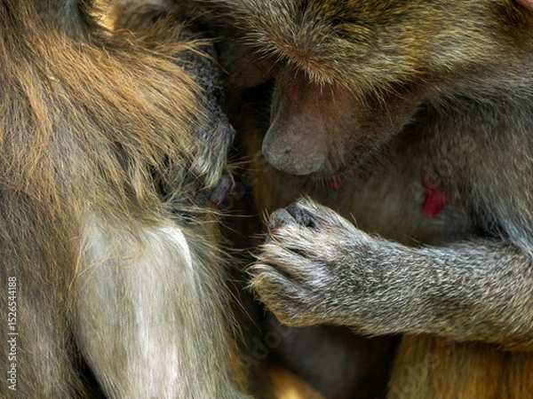 Fototapeta grooming hamadryas baboon monkey ape close up portrait