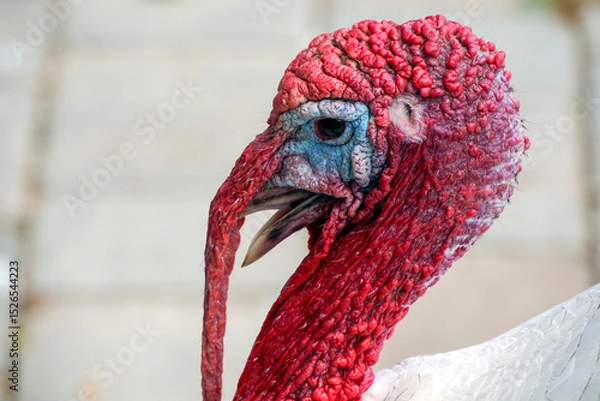 Fototapeta A turkey close up portrait