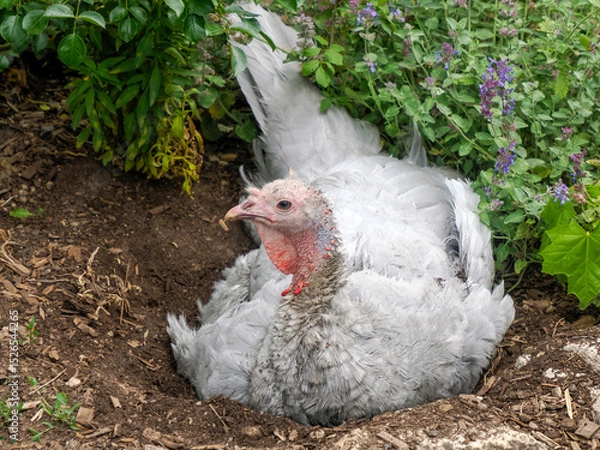 Fototapeta A turkey close up portrait