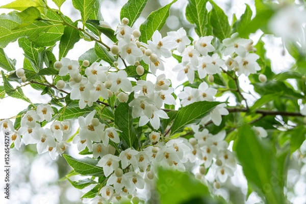 Obraz エゴノキの白い花