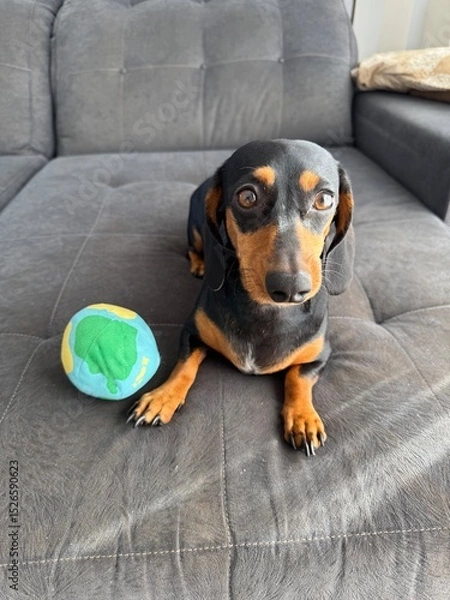 Fototapeta cachorro adoravel brincando com bola de brinquedo 