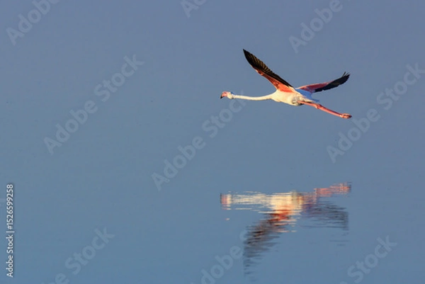 Obraz Flamenco en vuelo con reflejo