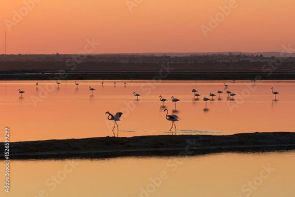 Obraz Atardece contraluz luz dorada flamencos