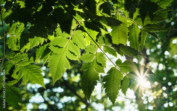 Fototapeta 夕陽を浴びるモクゲンジの葉 / Golden Rain Tree Leaves Bathed in the Evening Sun