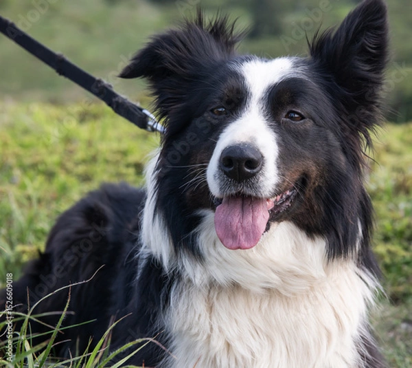 Obraz border collie dog