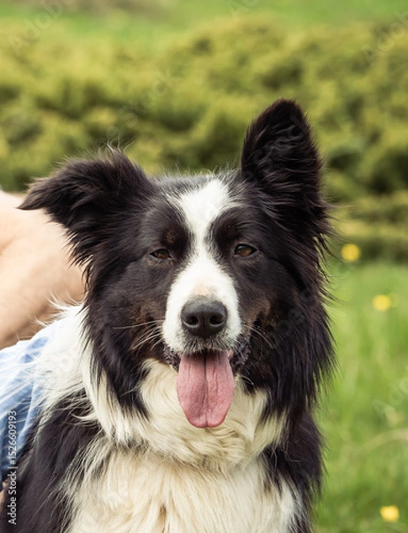 Obraz border collie dog