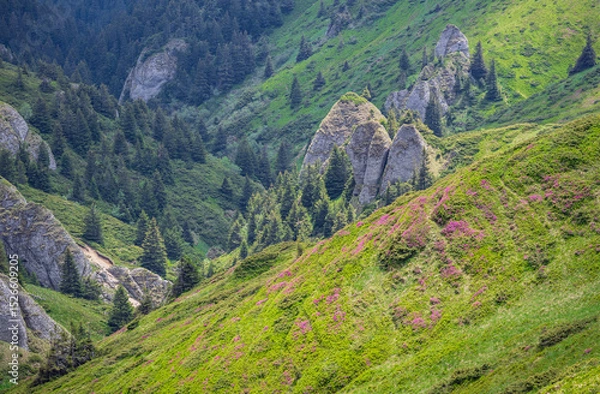 Obraz Carpathian mountain landscape with pink rhododendron bloom on the slopes