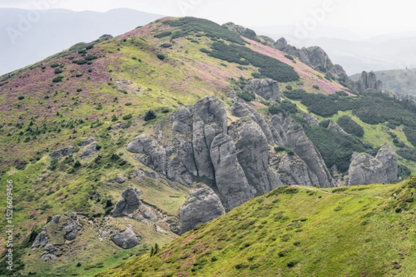 Obraz Carpathian mountain landscape with pink rhododendron bloom on the slopes
