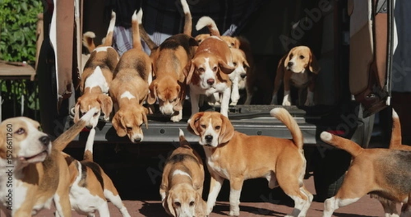 Obraz Beagle dogs excitedly exiting the trunk of a car, running and barking joyfully during a hunting day, embodying the spirit of adventure and camaraderie in the great outdoors