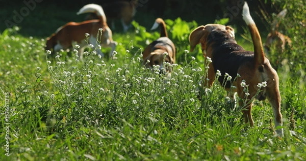 Obraz Group of beagle dogs exploring a sunlit meadow, surrounded by lush greenery and wildflowers. Their playful nature and wagging tails convey a sense of joy and freedom in the natural setting