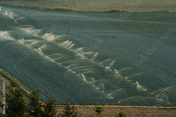 Obraz oregon irrigation