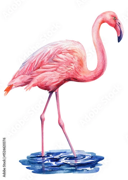 Obraz Watercolor flamingo bird illustration, standing pink tropical bird in water, hand-painted wildlife art, isolated exotic animal