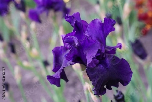Obraz Dark purple iris flower close-up on summer flower bed background in ornamental plant nursery in summer as a landscaping concept