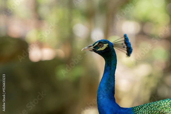 Fototapeta Portrait of beautiful peacock,A closeup shot of a peacock