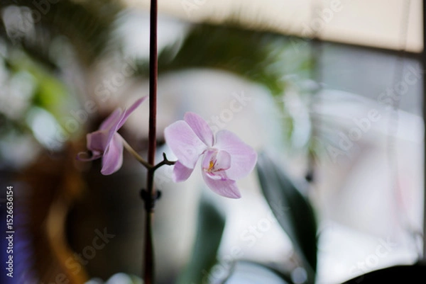Fototapeta Purple orchid at the window, blurred green background, soft focus
