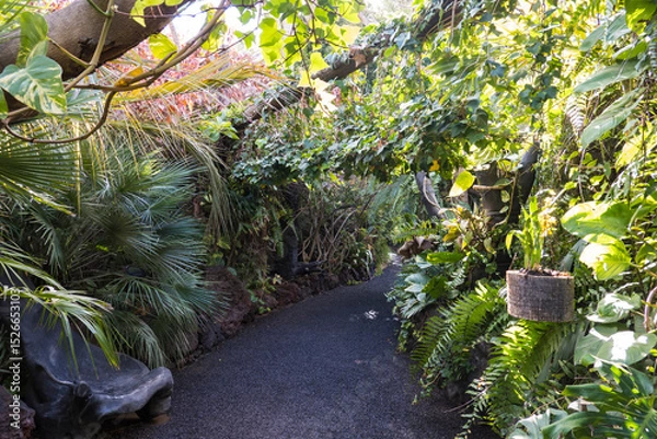 Fototapeta Path through a lush tropical botanical garden on Tenerife Canary Islands with various orchids, ferns and palm trees.