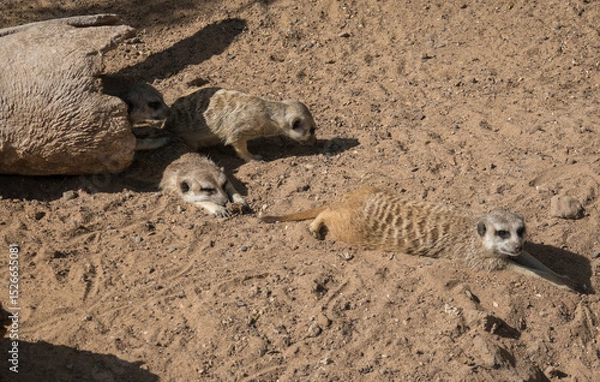 Fototapeta Group of meerkat or suricates, Suricata suricatta lying on sand in front of wooden log nest.