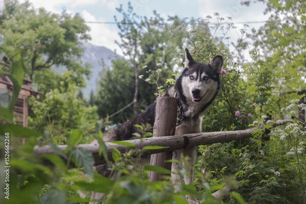 Fototapeta Siberian husky dog on the chain in the green countryside environment