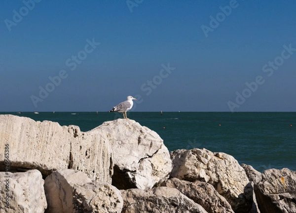 Fototapeta a solitary seagull standing on a rock in front of the sea