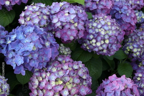 Fototapeta 紫陽花の花