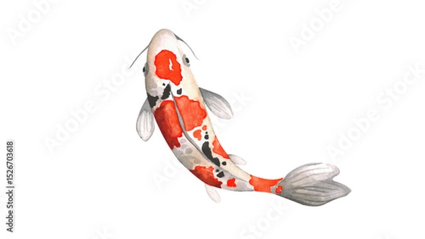 Obraz koi Carp fish Watercolor Painting ,Print Wall Art ,Hand painted. koi Carp fish Illustration isolated on white background.