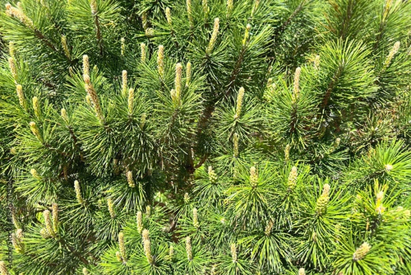 Fototapeta Mountain pine. Natural background of coniferous tree branches with long green needles and young shoots. Backdrop, screen, desktop.