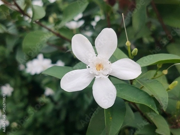 Fototapeta A close-up of a delicate white flower with five petals surrounded by green leaves and blurred white flowers in the background.