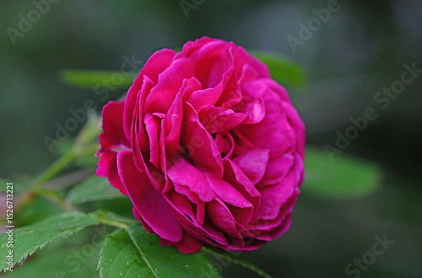 Obraz Terry lush Rose