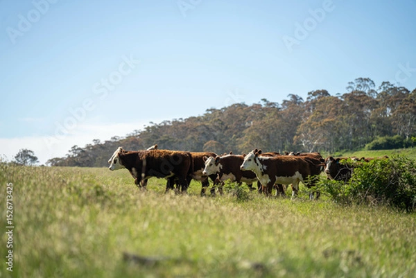 Obraz herd of cows in a field grazing on green lush pasture. Expansive Australian Farm Landscape with a dam, Trees, and Distant Grazing Livestock. Rural Agriculture and Sustainable Land Management australia