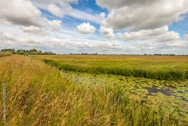 Fototapeta Flowering grasses on the edge of a Dutch polder landscape in spring. Water lily leaves float in the ditch. White cumulus clouds hang in the blue sky.
