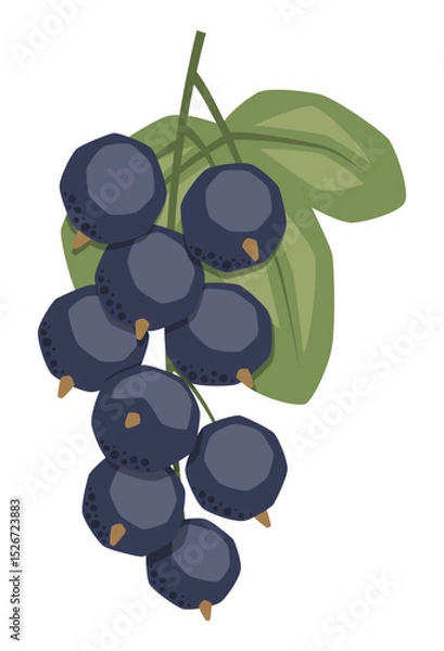 Fototapeta Vector isolated simple black currant illustration