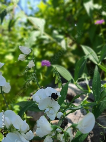 Obraz bee on a flower