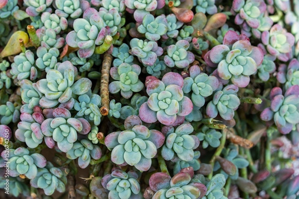 Obraz Succulents planted in the ground