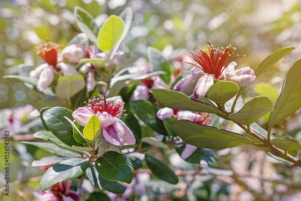 Fototapeta Branches of Pineapple Guava tree with buds and showy flowers.  Feijoa sellowiana