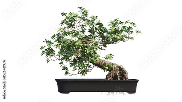 Obraz bonsai tree on a white background. 