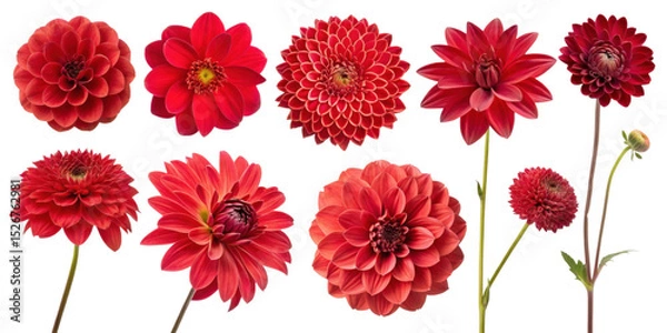 Obraz Beautiful red flowers arranged in stunning display, showcasing various types and shapes, perfect for adding vibrant touch to any design
