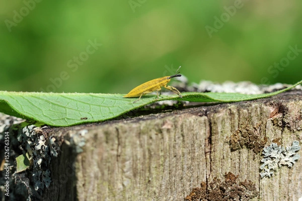 Fototapeta A Weevil, Lixus iridis, on a post at the edge of a reed bed.