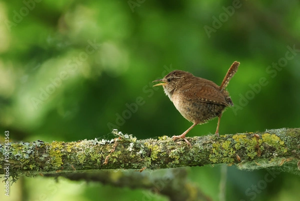 Fototapeta A singing Wren, Troglodytes troglodytes, perching on a branch of a tree,