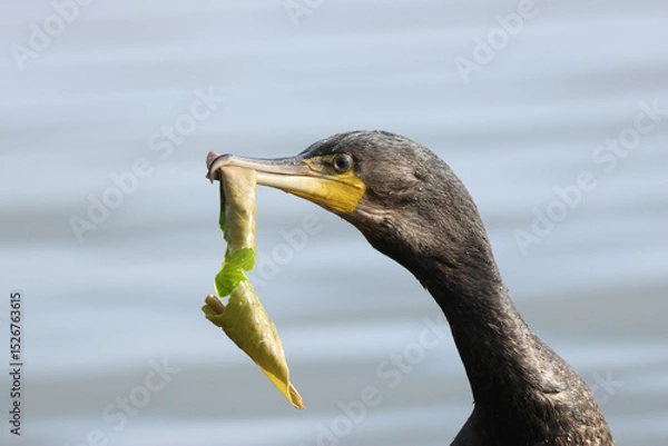 Fototapeta A Cormorant, Phalacrocorax carbo, with a water lily leaf in its beak.