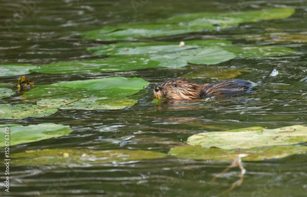 Fototapeta A Muskrat, Ondatra zibethicus, feeding on waterlilies growing in a canal.