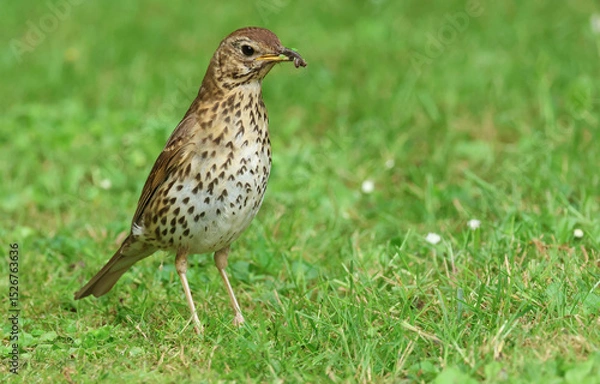 Fototapeta A Song Thrush, Turdus philomelos, on the grass with a beak full of insects, which it is going to feed to its babies in a nearby nest.