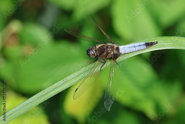 Fototapeta A Scarce Chaser Dragonfly, Libellula fulva, resting on a Reed.