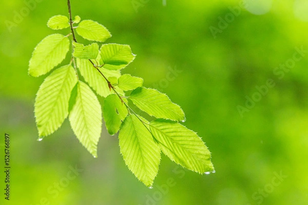 Obraz 群馬県みどり市の雨上がりの森で撮影した新緑の若葉クローズアップ。雨露が光を受けて煌めく瑞々しいグリーンと柔らかな玉ボケ背景が、春から初夏の成長と生命力、そして癒しとエコを感じさせる自然素材
